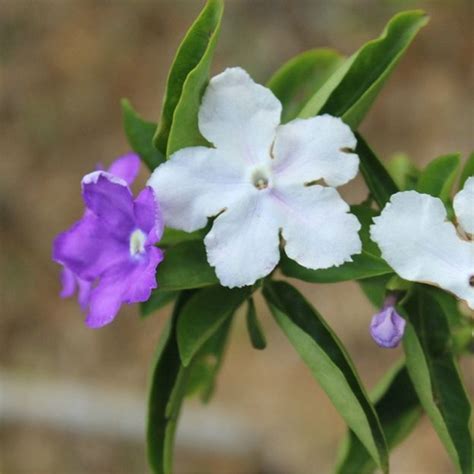 茉莉花 顏色|茉莉花